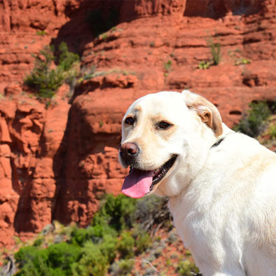 Thing To Do Pet Friendly